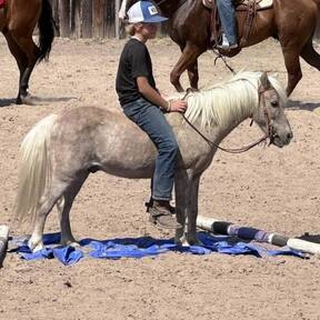 "Cracker" Palomino Gelding Pony