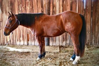 "Hercules" Bay Gelding Quarter Horse