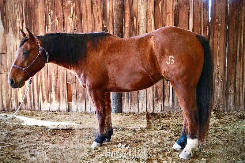 "Hercules" Bay Gelding Quarter Horse in Texas