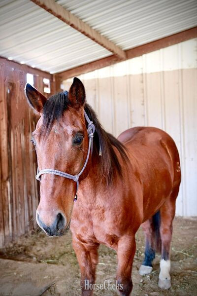 "Hercules" Bay Gelding Quarter Horse