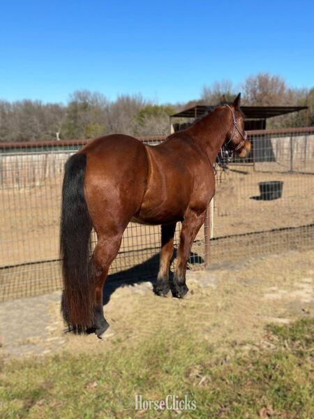 Texas "Hercules" Bay Gelding Quarter Horse