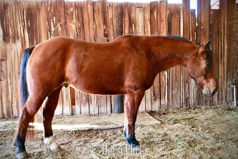 "Hercules" Bay Gelding Quarter Horse - Quarter Horse in Texas