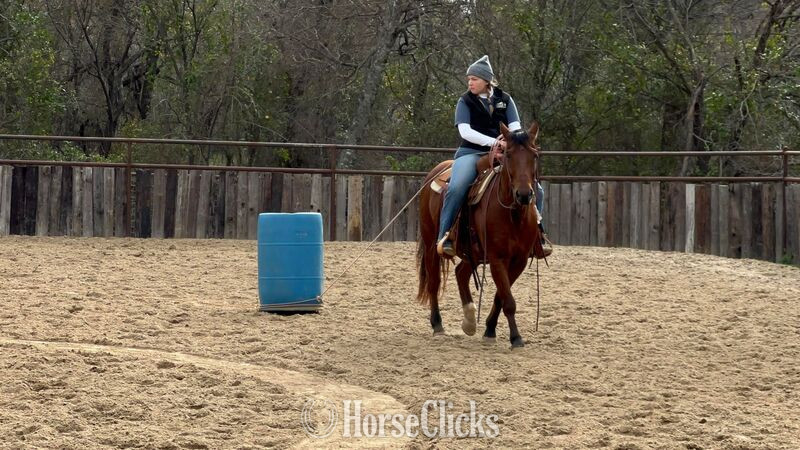 "Hercules" Bay Gelding Quarter Horse - Quarter Horse
