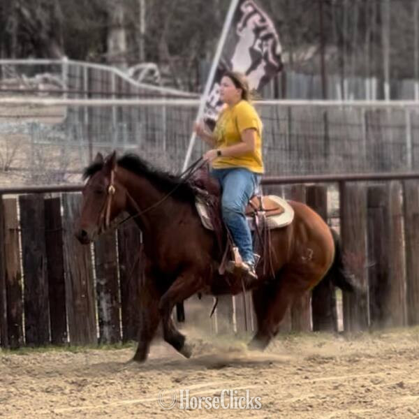 "Hercules" Bay Gelding Quarter Horse Texas