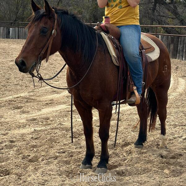 Quarter Horse - "Hercules" Bay Gelding Quarter Horse in Texas