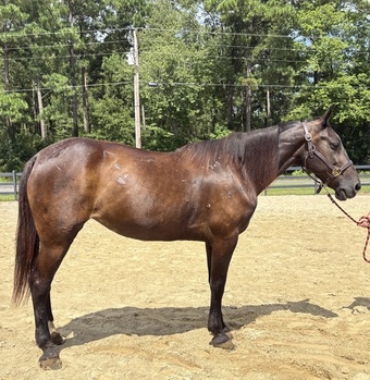 "Black" Black Mare Quarter Horse
