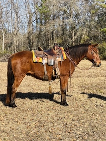"Cherokee " Bay Gelding Quarter Horse
