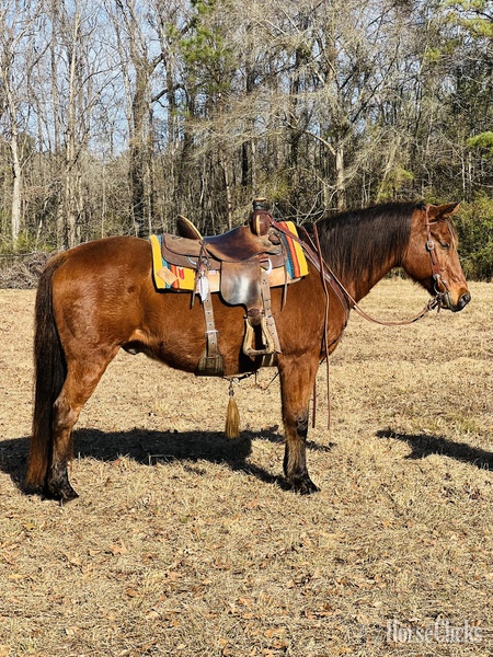 "Cherokee " Bay Gelding Quarter Horse in South Carolina