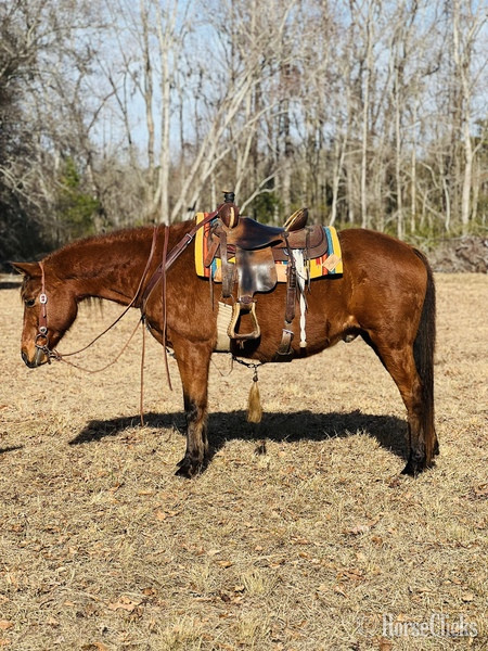 "Cherokee " Bay Gelding Quarter Horse