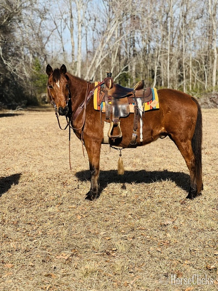 South Carolina "Cherokee " Bay Gelding Quarter Horse