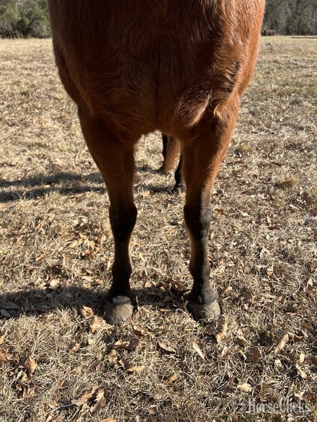 "Cherokee " Bay Gelding Quarter Horse - Quarter Horse in South Carolina