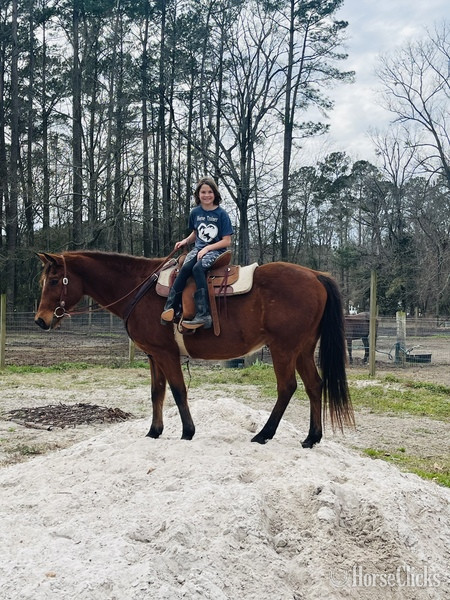 "Cherokee " Bay Gelding Quarter Horse South Carolina