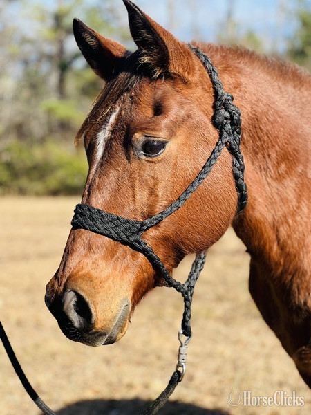 Quarter Horse - "Cherokee " Bay Gelding Quarter Horse in South Carolina