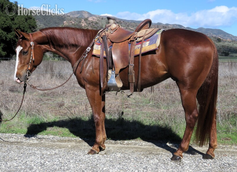 "MAJOR RITZY TE" Sorrel Gelding Quarter Horse in California