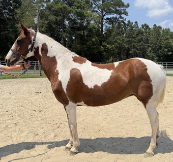 "Paint" Pinto Mare Quarter Horse
