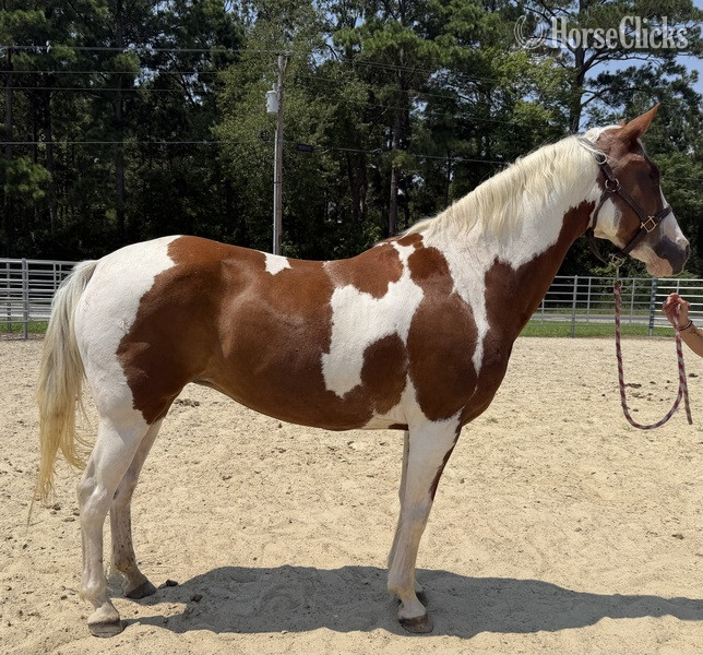 "Paint" Pinto Mare Quarter Horse