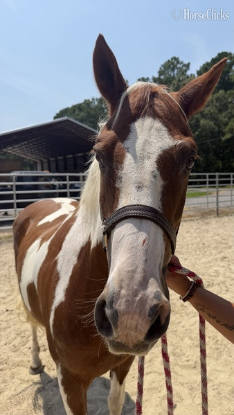 North Carolina "Paint" Pinto Mare Quarter Horse