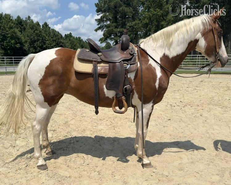 "Paint" Pinto Mare Quarter Horse - Quarter Horse in North Carolina