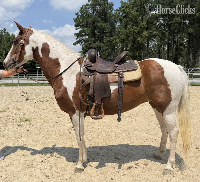 "Paint" Pinto Mare Quarter Horse - Quarter Horse