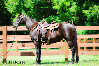 "BLACK CADILLAC" Black Mare Missouri Fox Trotter