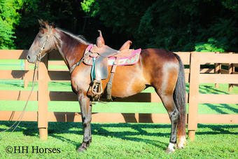 "THE DANCING QUEEN" Black Mare Kentucky Mountain
