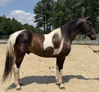 "America" Pinto Gelding Quarter Horse