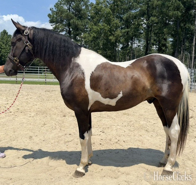 "America" Pinto Gelding Quarter Horse