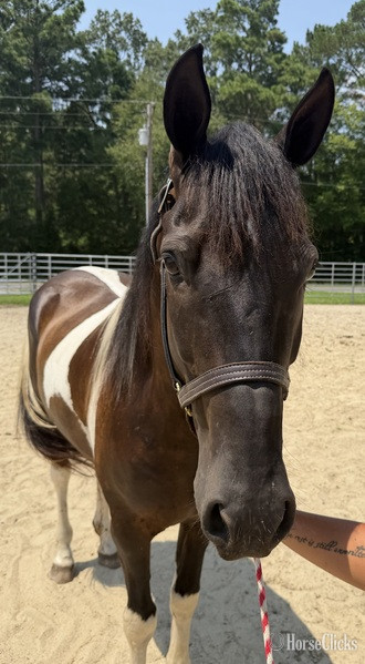 North Carolina "America" Pinto Gelding Quarter Horse