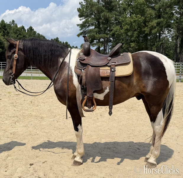 "America" Pinto Gelding Quarter Horse - Quarter Horse in North Carolina