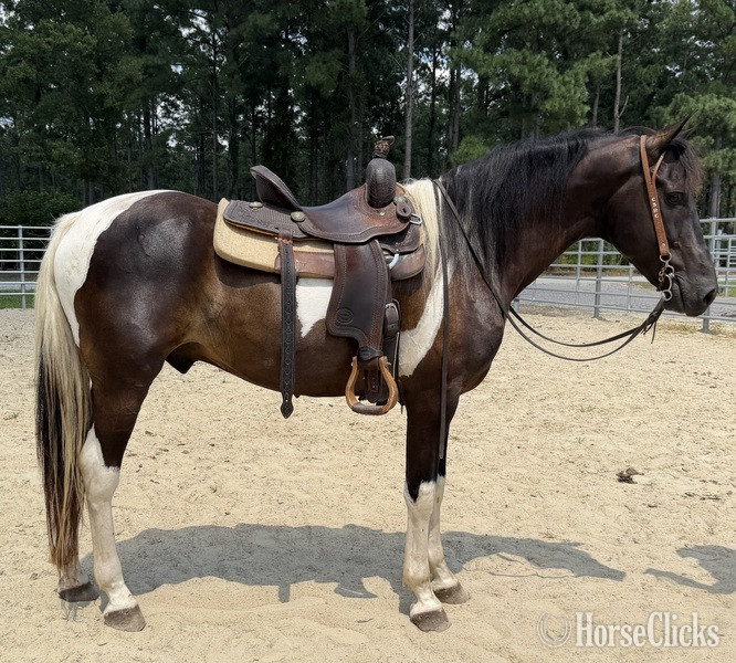 "America" Pinto Gelding Quarter Horse - Quarter Horse