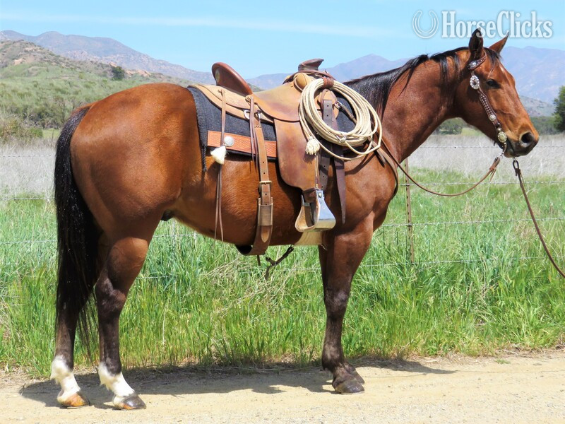 "ONE GRAND BAY" Bay Gelding Quarter Horse in California