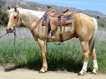 "LAZY B" Palomino Gelding Quarter Horse