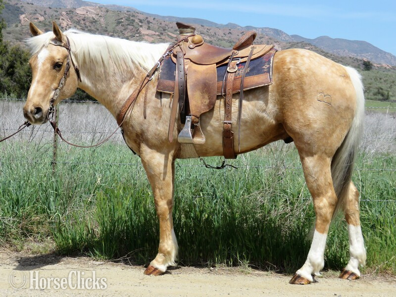 "LAZY B" Palomino Gelding Quarter Horse in California