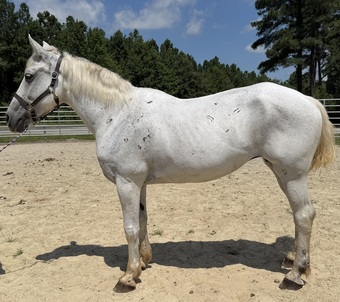 "Grey" Grey Mare Quarter Horse