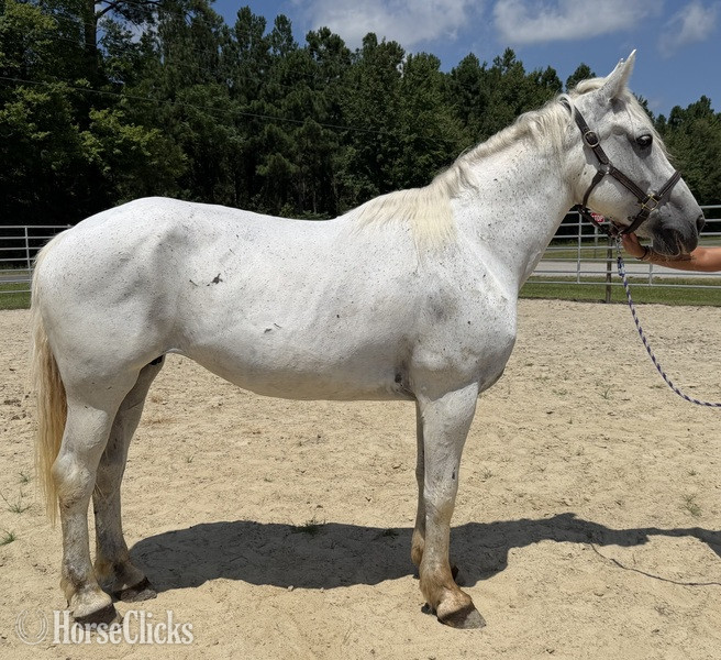 "Grey" Grey Mare Quarter Horse