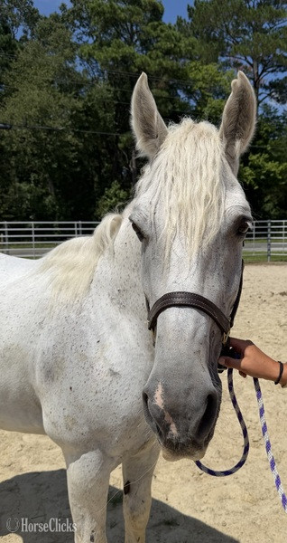 North Carolina "Grey" Grey Mare Quarter Horse