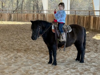 "Concho" Black Gelding Pony