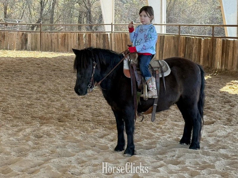"Concho" Black Gelding Pony in Texas