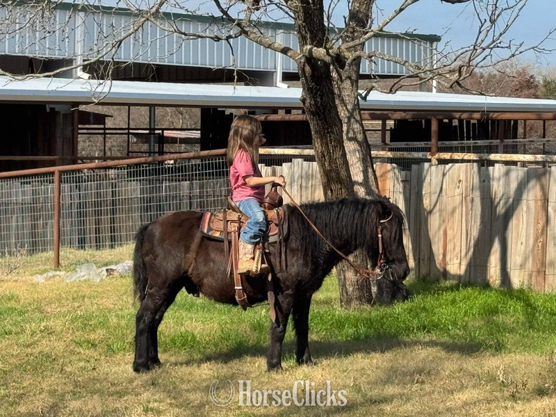 "Concho" Black Gelding Pony