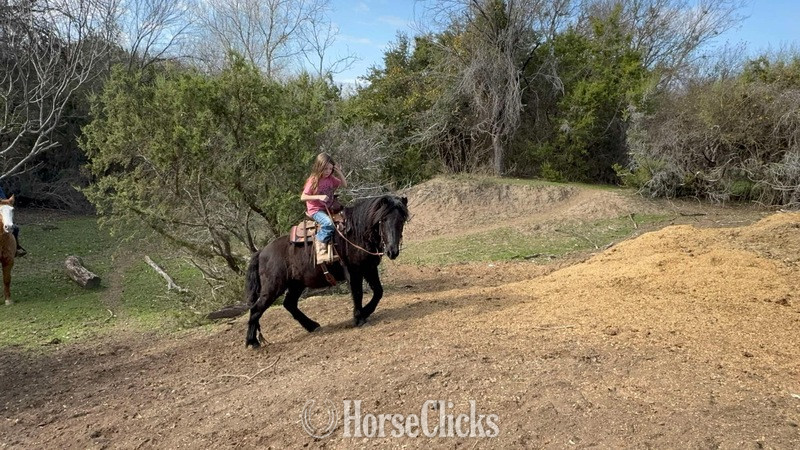 Texas "Concho" Black Gelding Pony