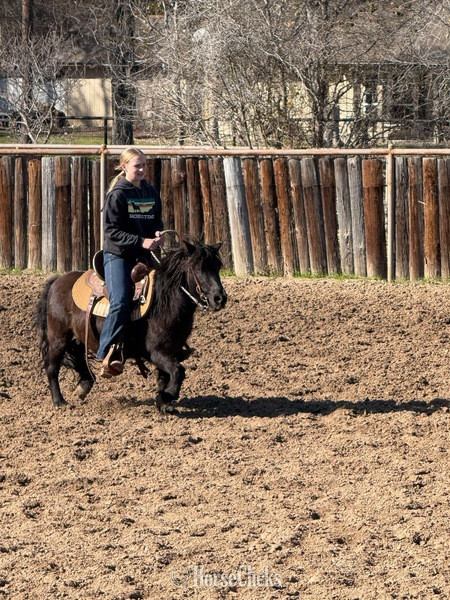 "Concho" Black Gelding Pony - Pony in Texas