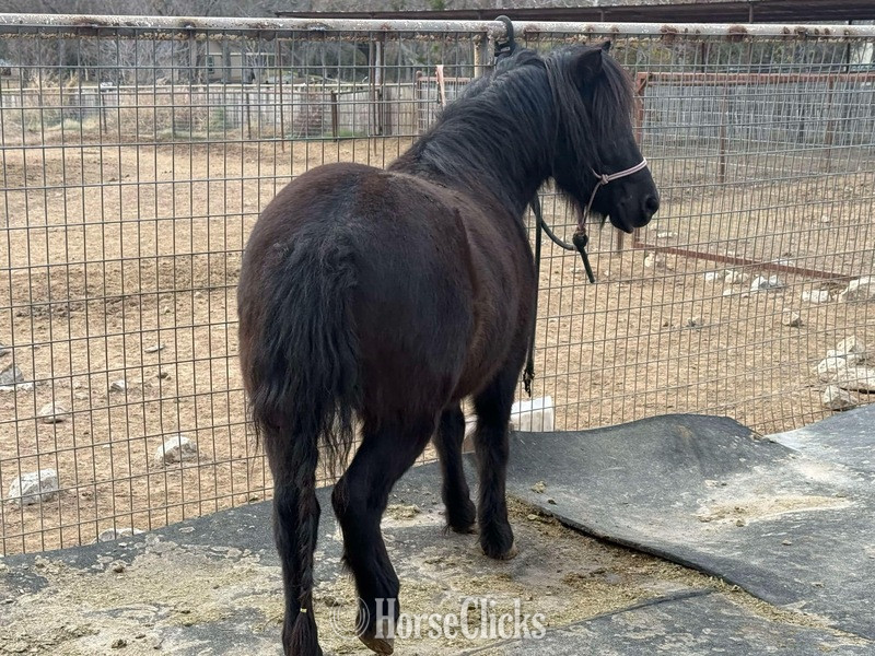 "Concho" Black Gelding Pony - Pony