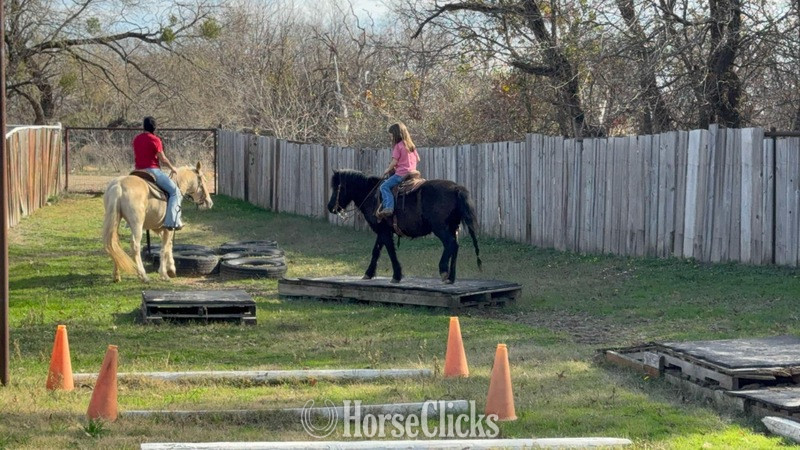 "Concho" Black Gelding Pony Texas