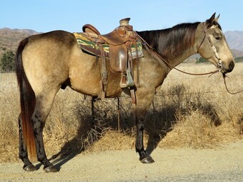 "RODEO BLACKBERRY" Buckskin Gelding Quarter Horse