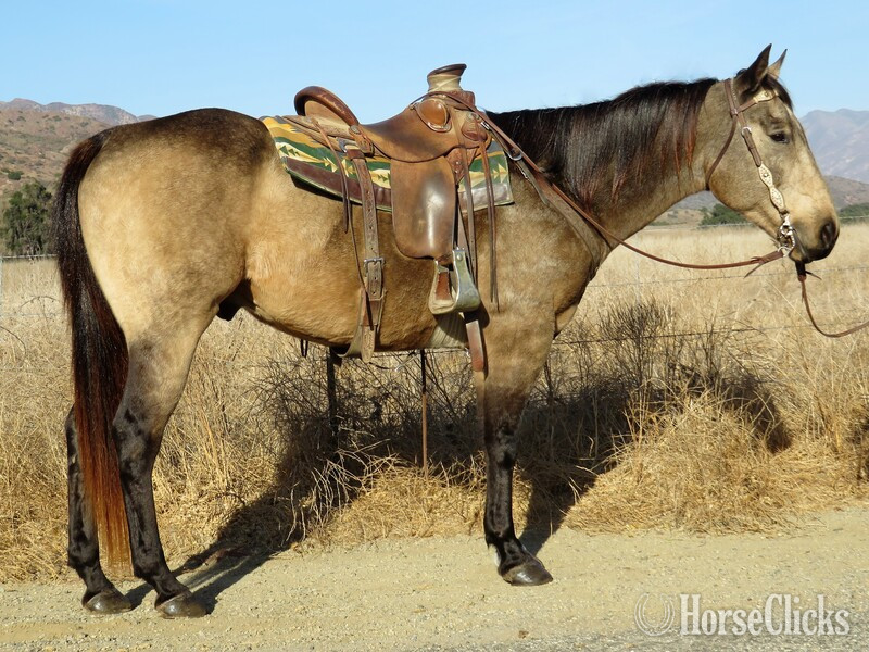 "RODEO BLACKBERRY" Buckskin Gelding Quarter Horse in California