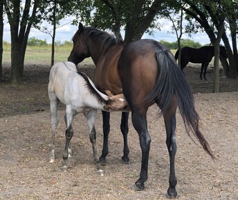 "Lena Dry Doc Okie" Bay Roan Mare Quarter Horse
