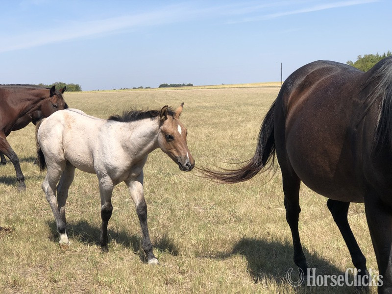 "Lena Dry Doc Okie" Bay Roan Mare Quarter Horse Texas