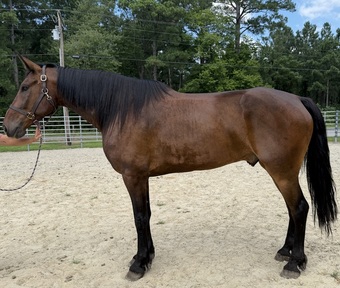 "Bay " Bay Gelding Draft