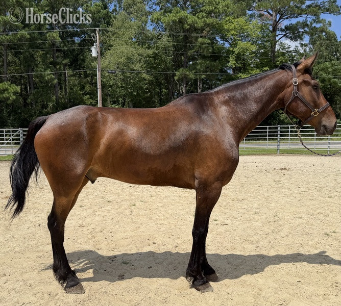 "Bay " Bay Gelding Draft