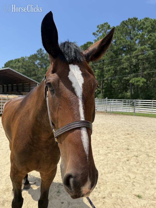 North Carolina "Bay " Bay Gelding Draft